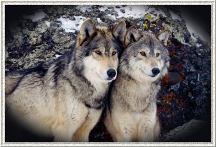 Portrait de loups